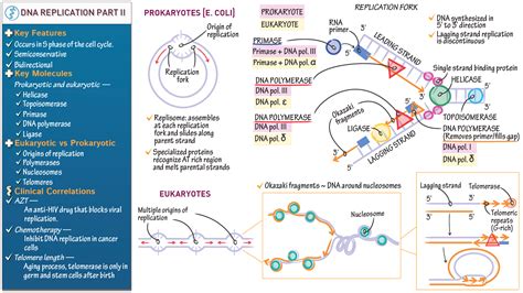 Biochemistry Dna Replication Part Ii Ditki Medical And Biological Sciences