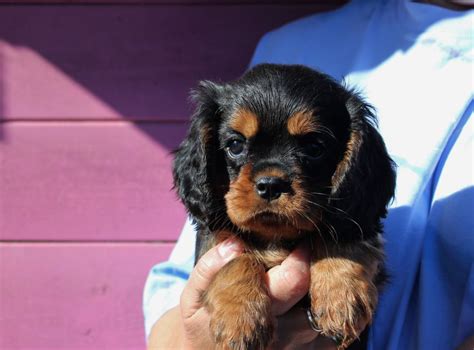 Chiot Cavalier King Charles Spaniel Chiot Du Domaine Des Sylves