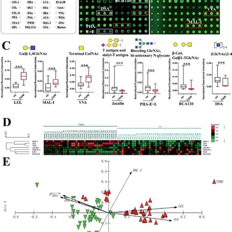 The Investigation Of Different Glycopatterns Of Salivary Glycoproteins