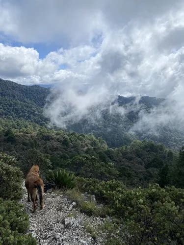 Best Forest Trails In Parque Nacional Benito Ju Rez Alltrails