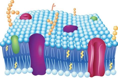 Cellular Transport Diagram | Quizlet