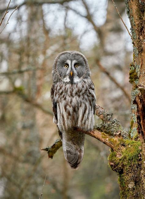 Posing Great Grey Owl Strix Nebulosa In The Forest Sitting On Tree