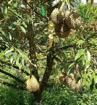 Cara Menanam Durian Musang King Agar Cepat Berbuah