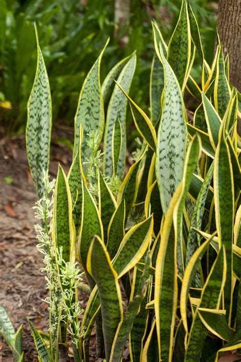 Best snake-repellent plants: 10 plants to protect your yard | Homes ...