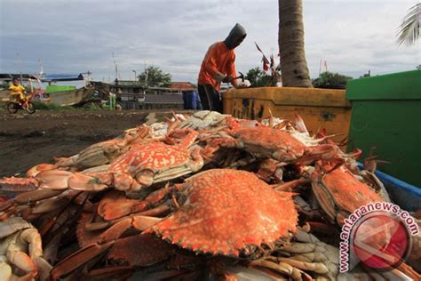 Perlu Segera Dibatasi Penangkapan Kepiting Dan Rajungan Sudah