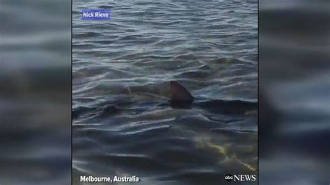 Shark Swims Up To Melbourne Beachgoers Abc News