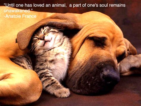 Chucks Fun Page 2 Be Kind To Animals
