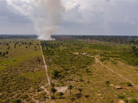 Project Rondônia and Floristic Exploration in Southwest Amazonia | New ...