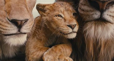 Inf Ncia De Mufasa E Scar Destaque Em Estreia De Rei Le O Nos Cinemas