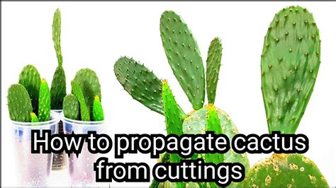 How To Propagate Cactus From Cuttings Opuntia Cactus Youtube