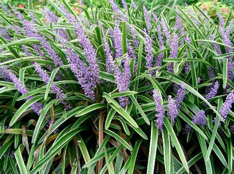 Liriope Spicata Ecured