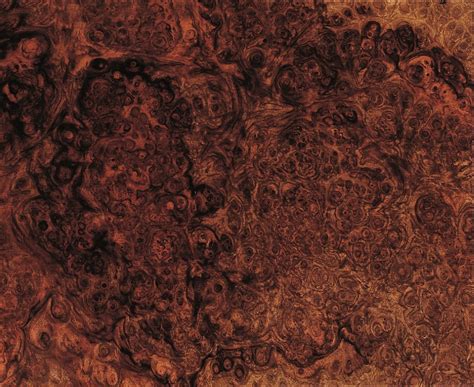 Walnut Burl Veneer