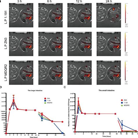 Transit And Survival Of IRFP713 Expressing Three L Plantarum Strains