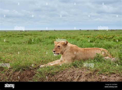 Lioness Lion Panthera Leo In Serengeti National Park UNESCO World