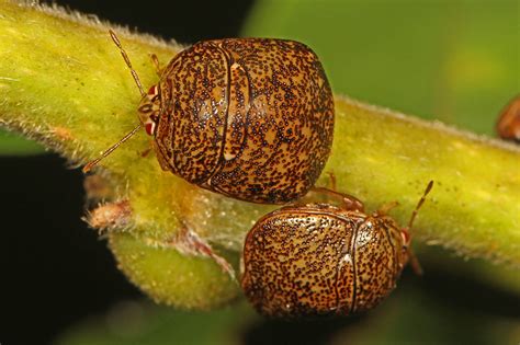 Kudzu Beetle Identification Life Cycle Damage Treatment Faqs