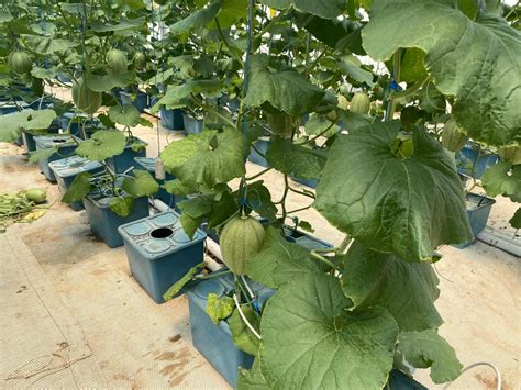 Keunggulan Budidaya Melon Hidroponik Ala Laguna Greenhouse