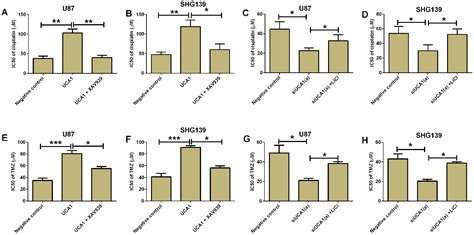 The Long Non Coding Rna Urothelial Carcinoma Associated Promotes