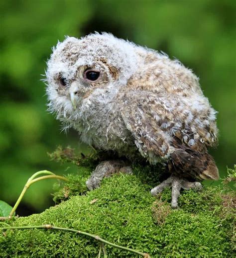 Tawny Owl - A-Z Animals