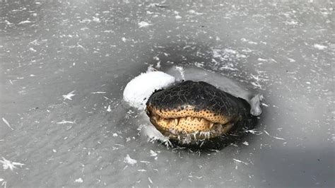 Texas alligator found breathing in frozen-over pond | wltx.com