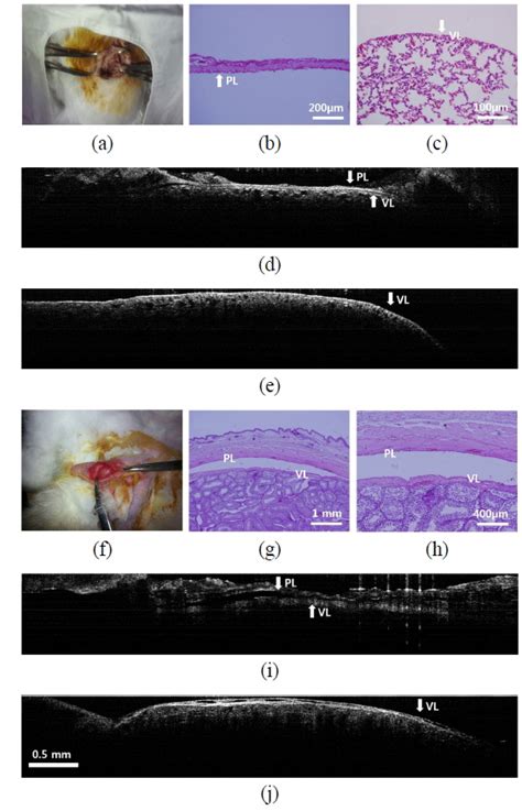 Oak Oa Current Optics And Photonics In Vivo Optical