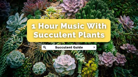 Music Succulent Plants To Put You In A Better Mood Morning Music