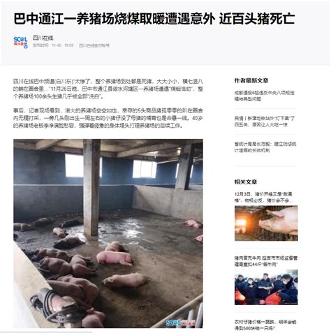 警醒！养猪场燃煤取暖遭意外 近百头猪死亡 凯洛欣