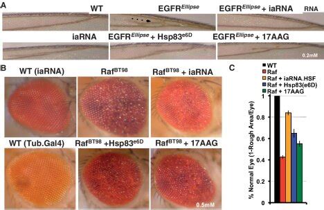 Expression Of IaRNAHSF1 Suppresses Gain Of Function Mutations Of Genes