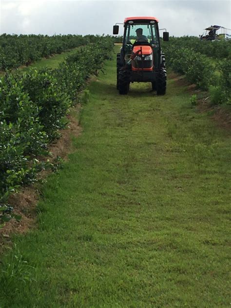 Blueberry Harvest | Wilcox County Ag