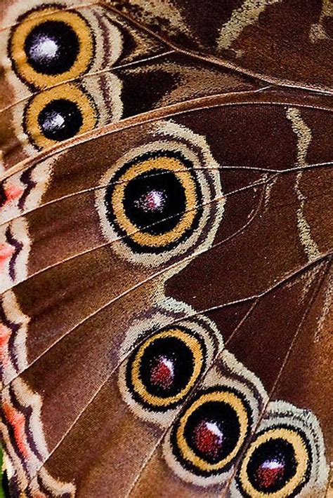 1402 Butterfly Wing Close Up Most Beautiful Butterfly Beautiful