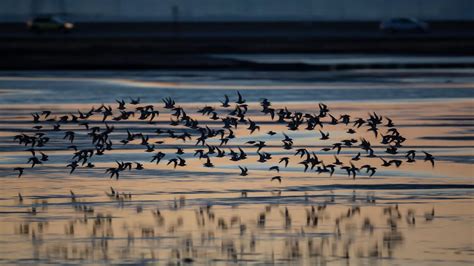 De Septiembre D A Mundial De Las Aves Playeras