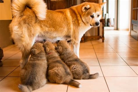 もふもふ秋田犬の赤ちゃん 子育てに奮闘するママ犬、パパ犬 犬・猫との幸せな暮らしのためのペット情報サイト「sippo」