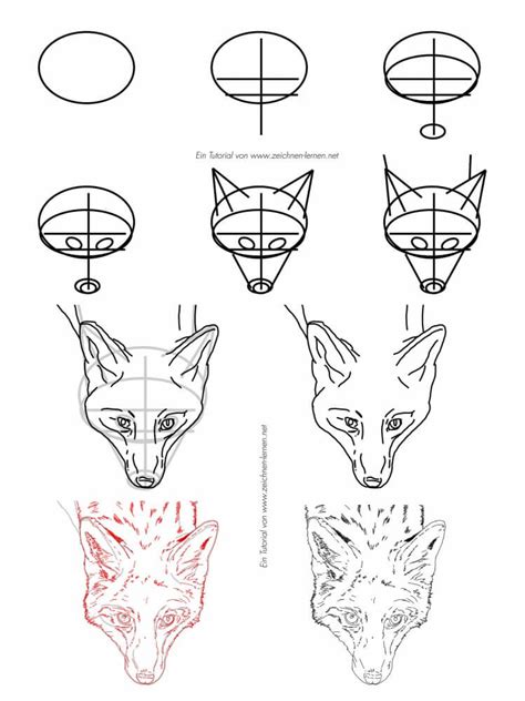 Fuchs Zeichnen Grundlagen Und Beispieltutorials