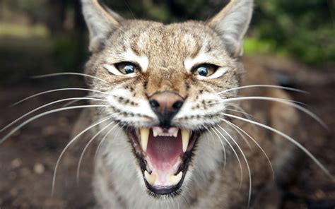 Nature Animals Lynx Big Cats Open Mouth Wallpapers Hd Desktop And