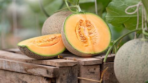 Cantaloupe Health Benefits Nutrition Facts Live Science