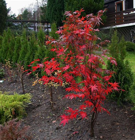 new atropurpureum in the autum | Acer palmatum atropurpureum… | Flickr