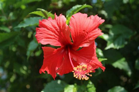 Isolated Yellow Hibiscus Flower And Leaves On White Background With