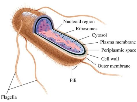 Eubacteria Pengertian Ciri Struktur Klasifikasi Contoh Gramedia