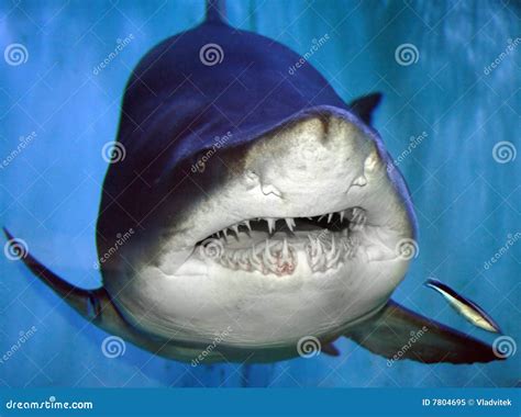 Shark stock image. Image of deep, blue, predatory, underwater - 7804695