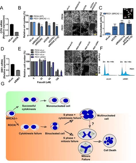 Correction Inhibitors Of Rho Kinases ROCK Induce Multiple Mitotic