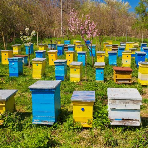 Different Types Of Beehives Pros Cons Carolina Honeybees