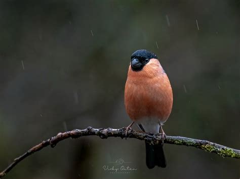 Male Bullfinch Stood In The Rain Vicky Outen Flickr