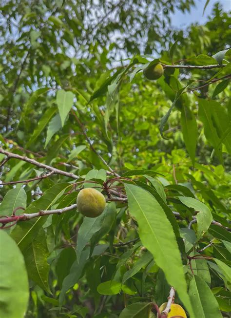 Prunus Davidiana Flowering Treemedicinal Herbs Chinese Wild Peach