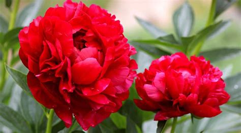 21 Red Peony Varieties For Bold Color In Your Flower Garden