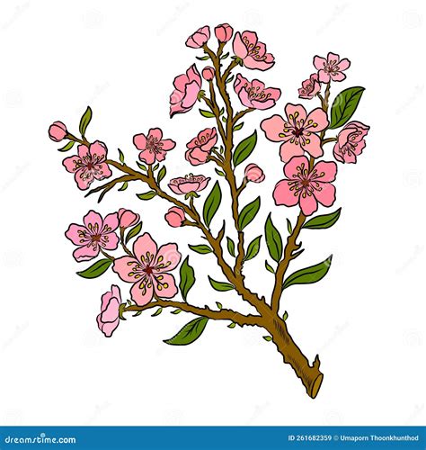 Branch Of Cherry Blossom On Whitevector Illustration Sakura Flower