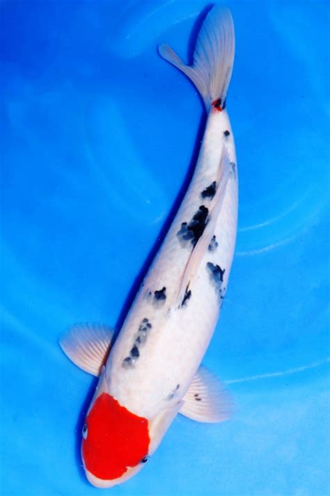 tancho sanke koi Tancho sanke s - koifishs