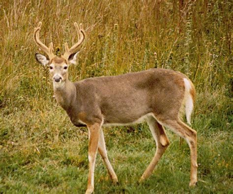 Adw Odocoileus Virginianus Pictures