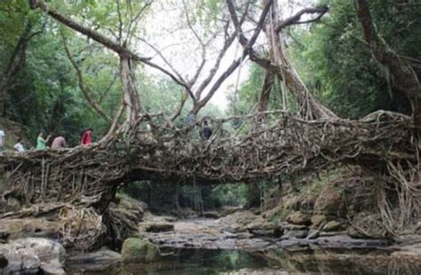 Natural Living Root Bridge Of India Oldest Creation