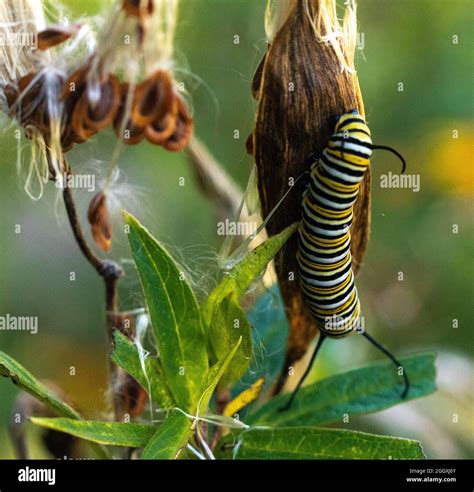 A Monarch Caterpillar Eating Milkweed Stock Photo Alamy