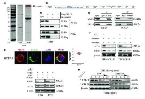 Interaction Between Crlf1 And Myh9 In Ptc Cells A Silver Staining