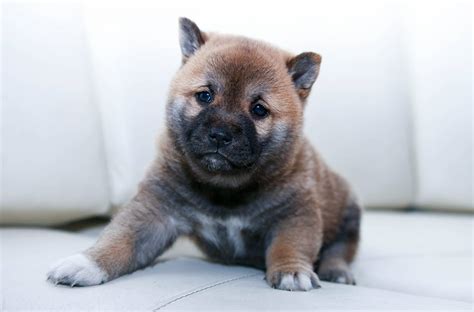 Shiba Inu Una Guía Completa de la Raza NCGo